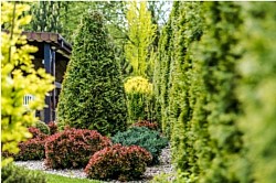 Paysagiste à carbon blanc