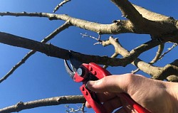 Taille des arbres fruitiers